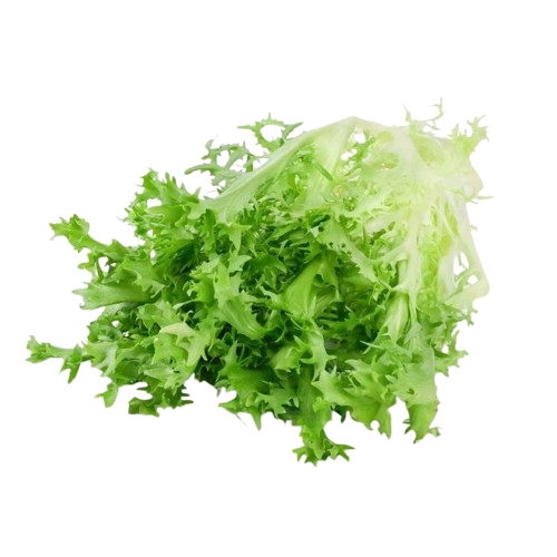 Lechuga Hid. Escarola
