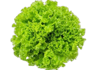 Lechuga Hid. Crespa