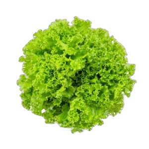Lechuga Hid. Crespa