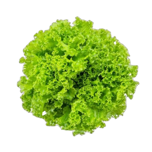 Lechuga Hid. Crespa