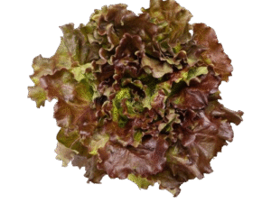 Lechuga Hid. Morada