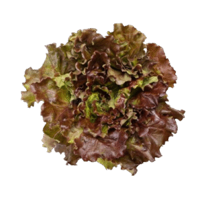Lechuga Hid. Morada