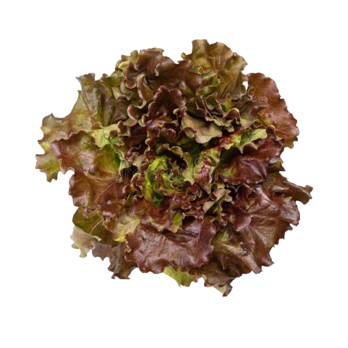 Lechuga Hid. Morada