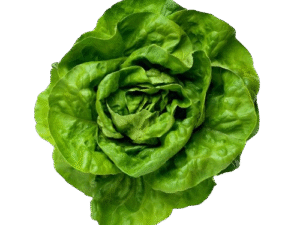 Lechuga Hid. Mantecosa