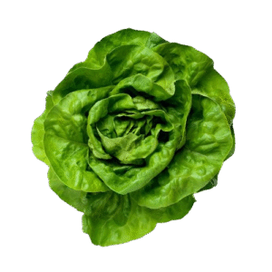 Lechuga Hid. Mantecosa