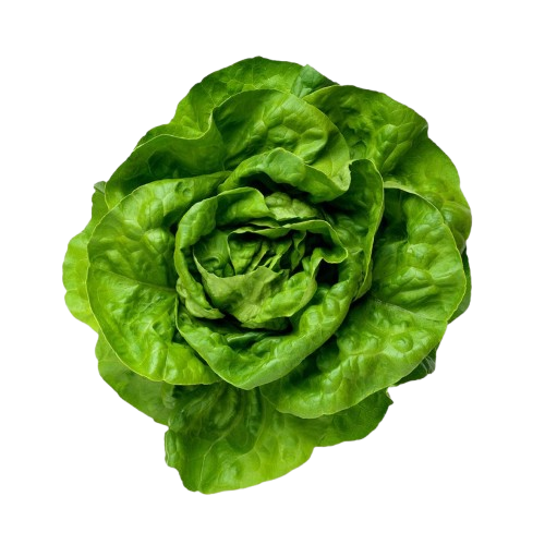 Lechuga Hid. Mantecosa