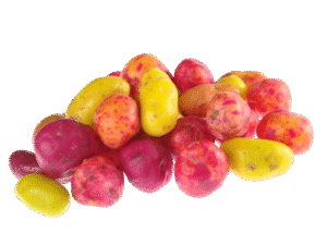Papaliza