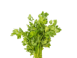 Cilantro