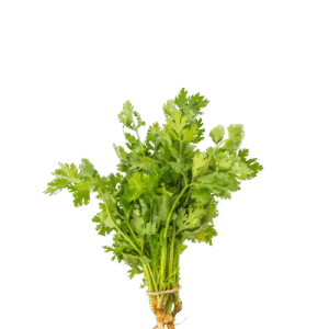 Cilantro