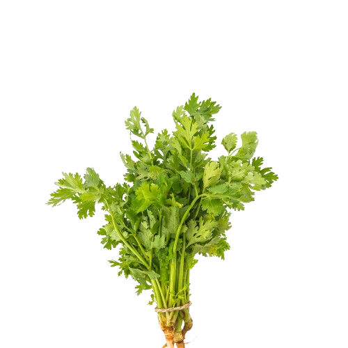Cilantro