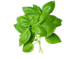 Albahaca