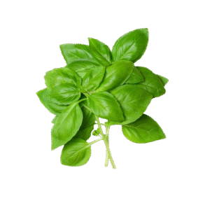 Albahaca